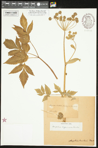 Angelica triquinata image