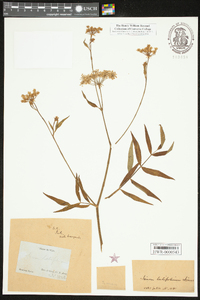 Sium latifolium image