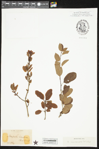 Ilex mucronata image