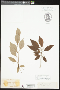 Ilex longipes image