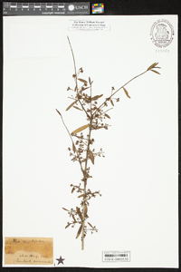 Ilex myrtifolia image