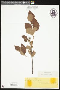 Ilex ambigua image