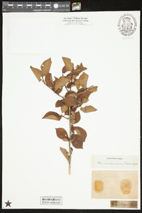 Ilex ambigua image