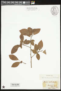 Ilex ambigua image