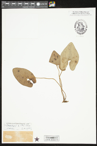 Hexastylis arifolia image