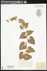 Aristolochia pentandra image