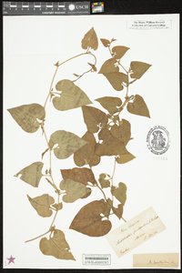 Aristolochia pentandra image