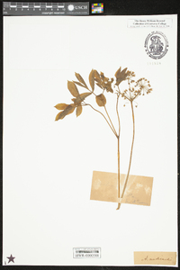 Aralia nudicaulis image