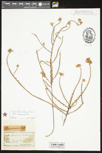 Symphyotrichum racemosum image