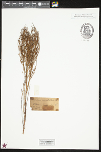 Baccharis angustifolia image