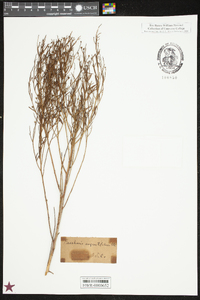 Baccharis angustifolia image