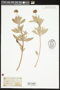 Borrichia frutescens image