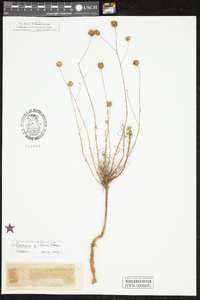 Balduina angustifolia image