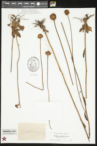 Balduina uniflora image