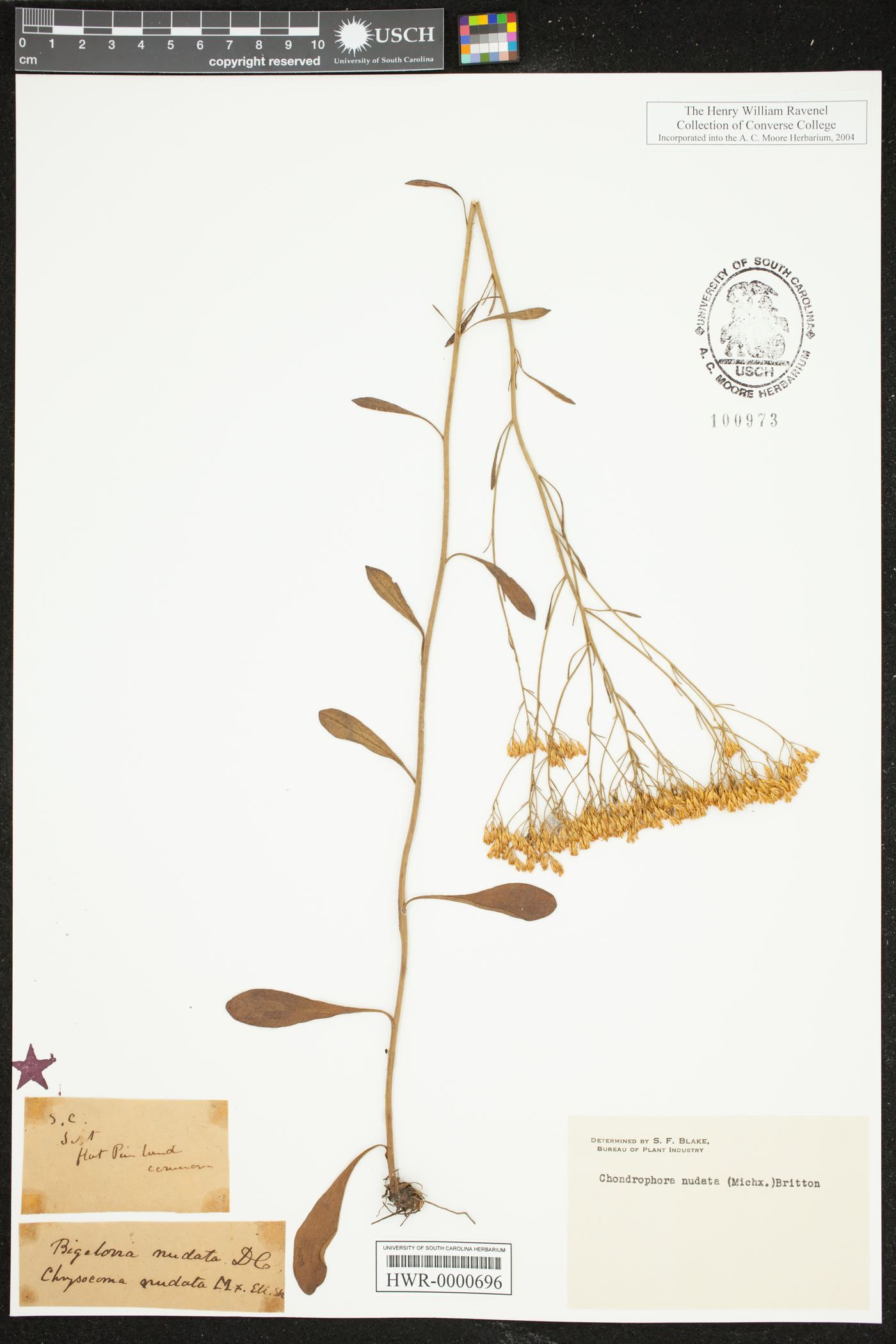 Bigelowia nudata subsp. nudata image