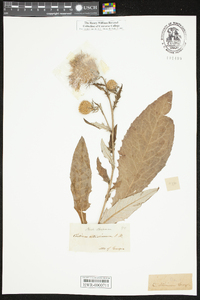 Cirsium altissimum image