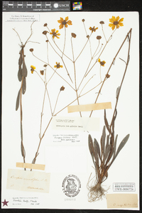 Coreopsis linifolia image