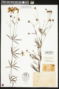 Coreopsis major image