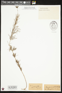 Coreopsis verticillata image