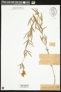 Coreopsis palmata image