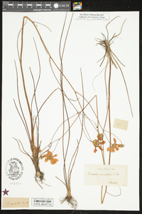 Coreopsis nudata image