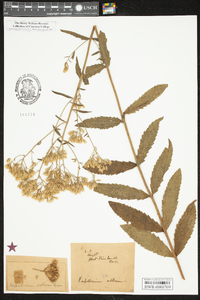 Eupatorium album image