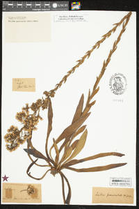 Trilisa paniculata image