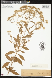 Eupatorium semiserratum image