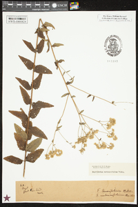 Eupatorium rotundifolium var. ovatum image