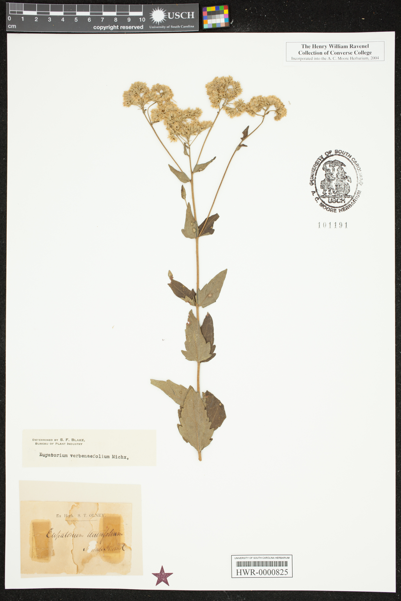 Eupatorium rotundifolium var. ovatum image