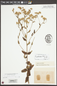 Eupatorium pilosum image