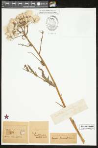 Erechtites hieraciifolius var. hieraciifolius image