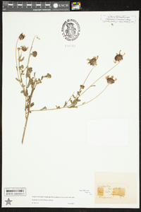 Gaillardia aestivalis image