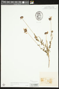 Gaillardia aestivalis image