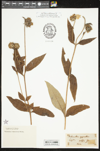 Helianthus resinosus image