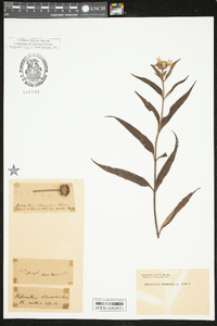 Helianthus strumosus image