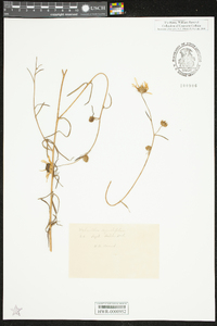 Helianthus angustifolius image