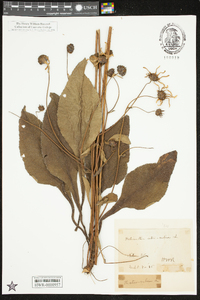 Helianthus atrorubens image