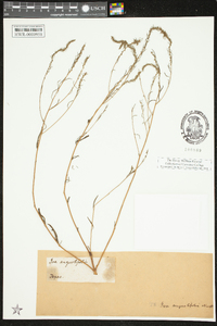 Iva angustifolia image