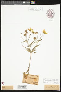 Bidens aristosa image