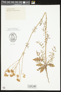 Hymenopappus scabiosaeus image