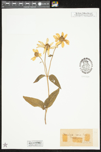 Heliopsis helianthoides var. helianthoides image