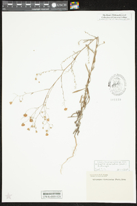 Croptilon divaricatum image