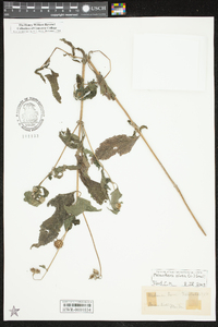 Melanthera nivea image