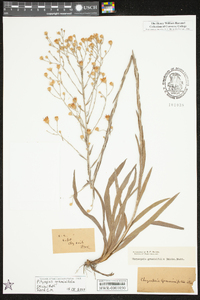 Pityopsis oligantha image