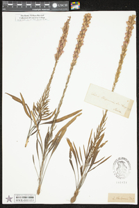 Liatris chapmanii image