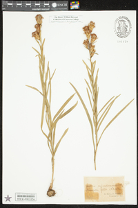 Liatris cylindracea image