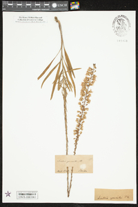 Liatris gracilis image