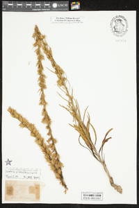 Liatris pilosa image