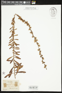 Liatris squarrulosa image